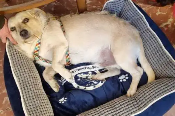 Perros perdidos, , foto: ¡Ayuda! Perro Miedoso Perdido en Garraf