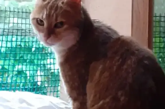 Chatte tricolore trouvée à Cuers - photo