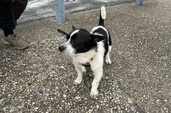 Chien perdu à Pineuilh retrouvé - photo