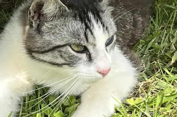 Animaux perdus Restigné, photo: Chat Pablo vairon, queue coupée