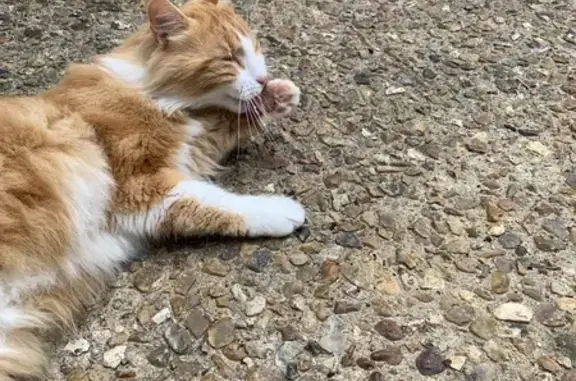 Animaux trouvés Aubigné-Racan, photo: Chaton roux et blanc trouvé à Aubigné