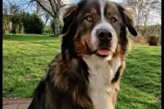 Chien perdu Château-Thierry, photo : Chien croisé disparu à Château-Thierry