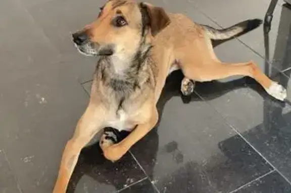 Chien perdu Gruson, photo : Polka, chienne peureuse disparue