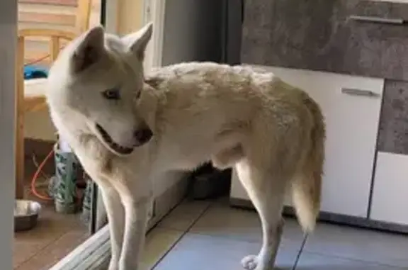 Chien husky perdu à Bras-Panon - photo