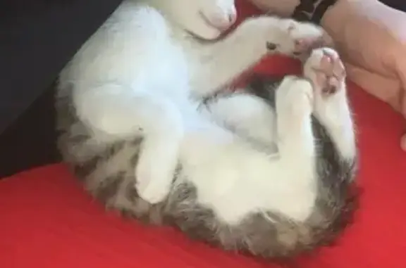 Chaton gris-blanc trouvé à Agen - photo