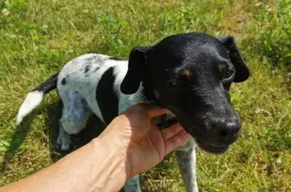 Chiot noir et blanc perdu à Méteren - photo