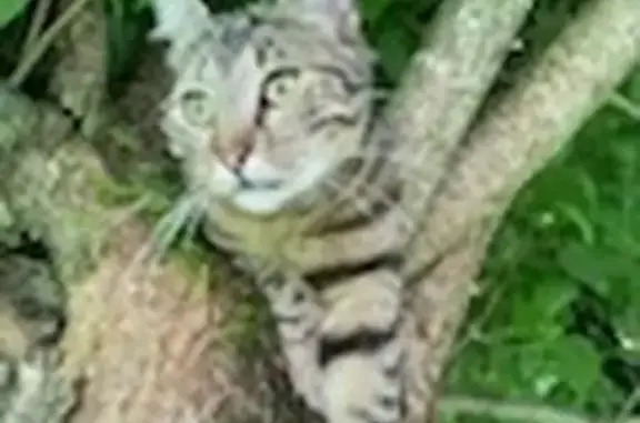 Chat tigré gentil trouvé à En Sevie - photo