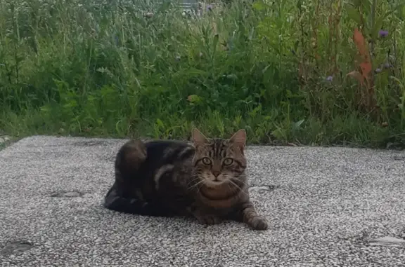 Chat errant non castré à Lyon - photo