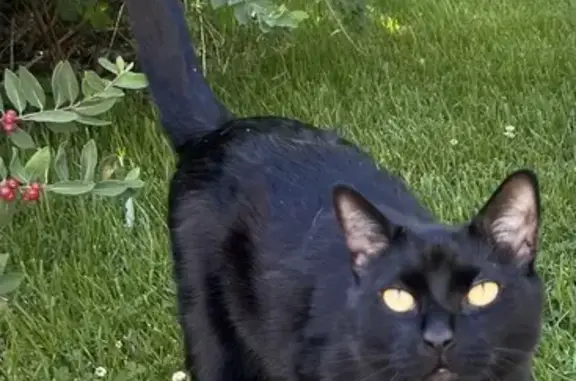 Lost Black Cat Inky - Meadow Lark Rd, PA