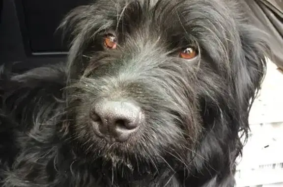 Chiot noir maigre trouvé D941 - photo