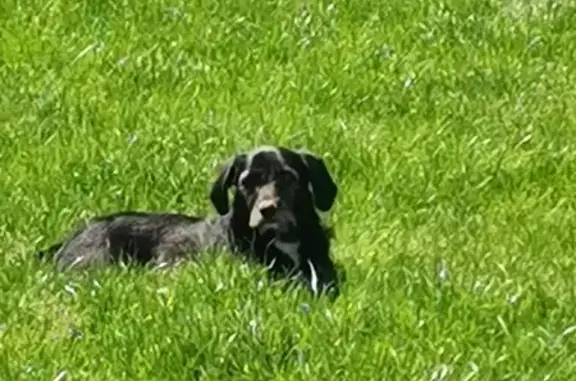 Chien perdu , photo : Naïa, chienne noire, disparue