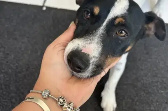 Chien perdu à Perpignan retrouvé - photo