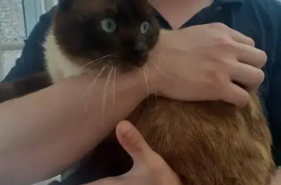 Chat siamois trouvé près de Bû - photo