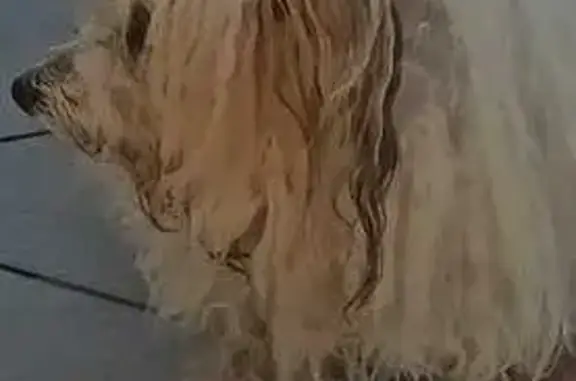 Chien loulou perdu à Tonneins - photo