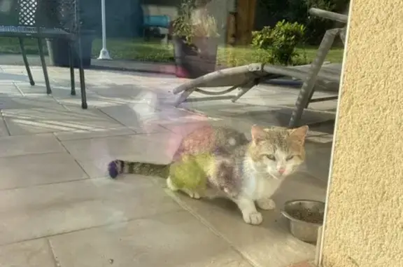 Chat blessé trouvé à Gorron - photo