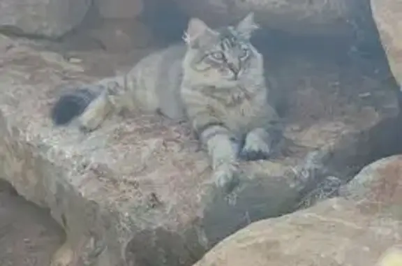 Gatos perdidos, , foto: Gato Asustadizo Perdido en Pedreguer