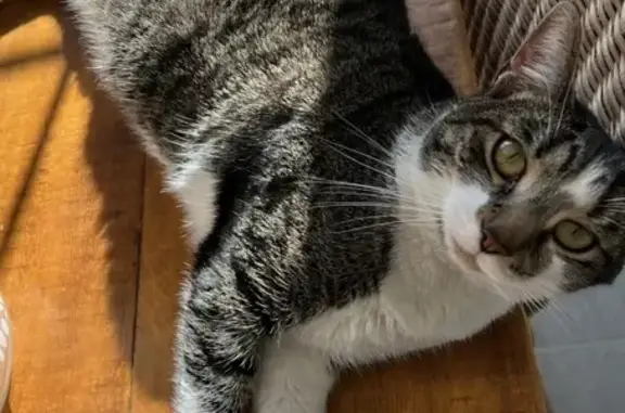 Lost Tabby Cat in Rockville - Help Find Her!