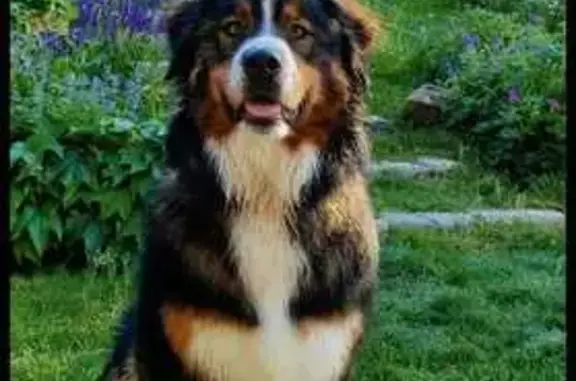 Chien perdu Château-Thierry, photo : Chien perdu: Bouvier bernois