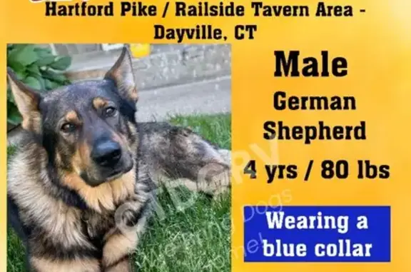 Lost Dog Wesson Near Railside Tavern - Help!