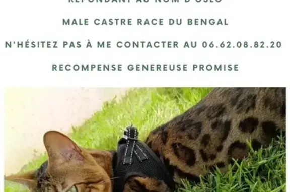 Chat perdu, , photo: Chat perdu à La Chapelle-du-Bois