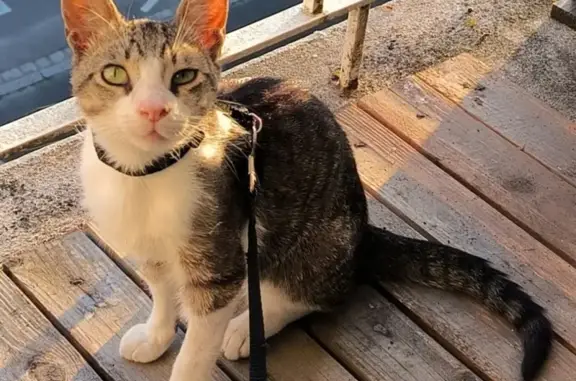 Chaton gris tigré trouvé à Nantes - photo