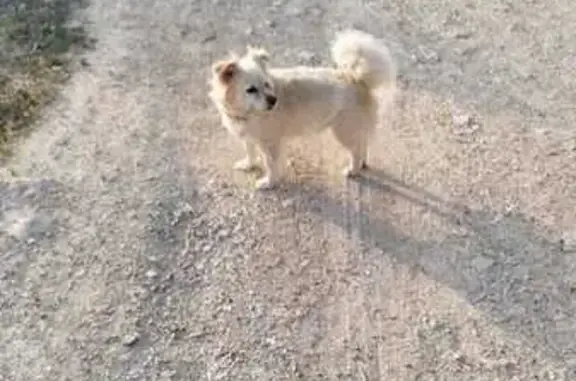 Perros perdidos, , foto: ¡URGENTE! Perro Blanco Asustadizo Perdido
