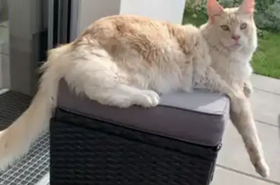 Chat Maine Coon beige perdu - photo