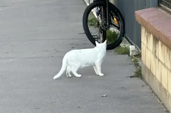 Chat blanc aux yeux vairons trouvé - photo