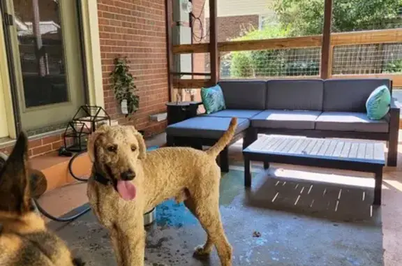 Found Poodle Pal in Charlotte - Help Reunite!