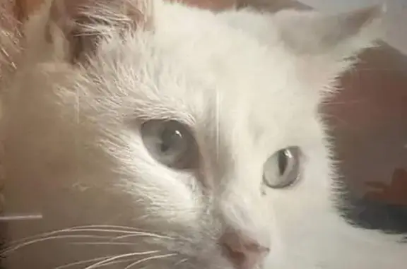 Animaux perdus Vendin-le-Vieil, photo: Chatte blanche vaironne Mina perdue
