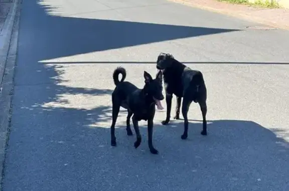 Chiens errants à Giberville - photo