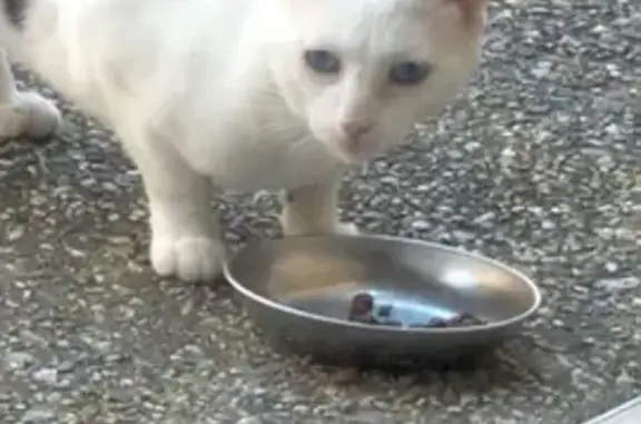 Chat craintif retrouvé à Dax - photo