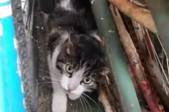 Chat Intrus: Aidez à retrouver son maître - photo