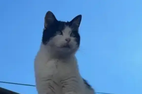 Chat blanc tatoué trouvé à Terville - photo