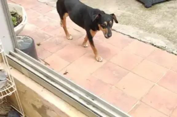 Chiot perdu près d'Avignon - photo