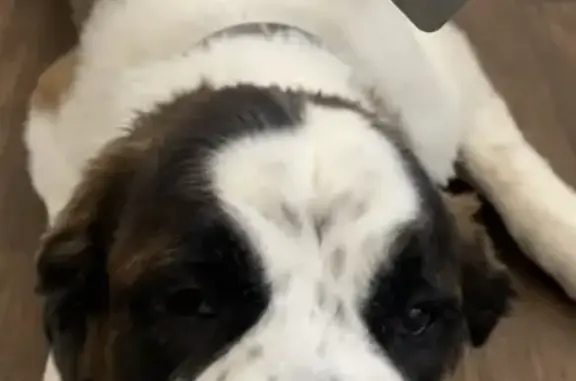 Lost Saint Bernard in Fayetteville - Help!