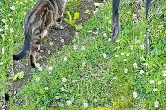 Chat tricolore trouvé à Saint-Maixent - photo