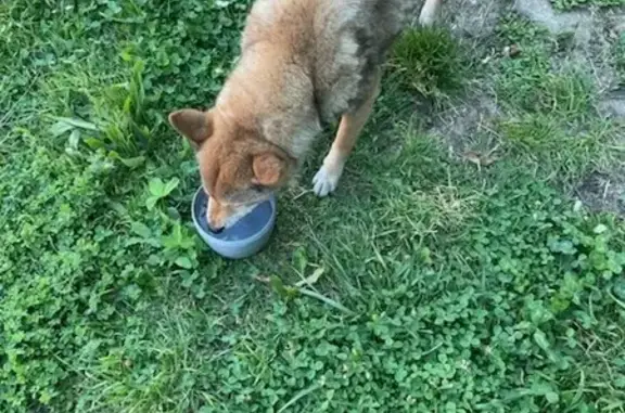 Chien trouvé Cambrai, photo: Chien perdu retrouvé à Cambrai