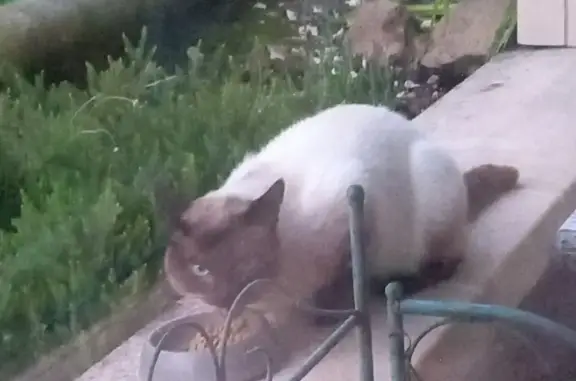 Chat Sacré de Birmanie trouvé à Nailly - photo