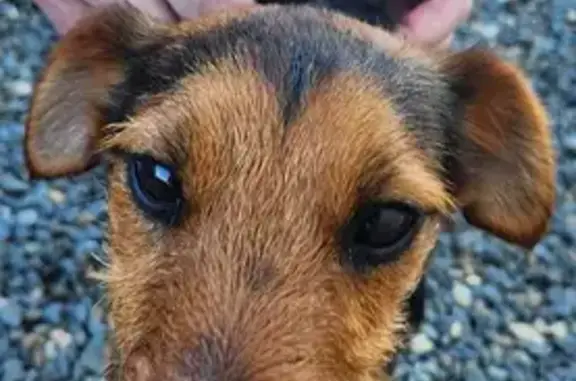 Chien perdu 'Martin' retrouvé - photo