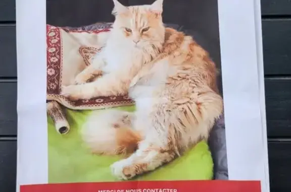 Chat perdu, Cannes, photo: Chat Maine Coon roux perdu à Cannes