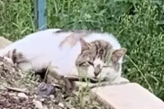 Chat errant près de chez moi - photo