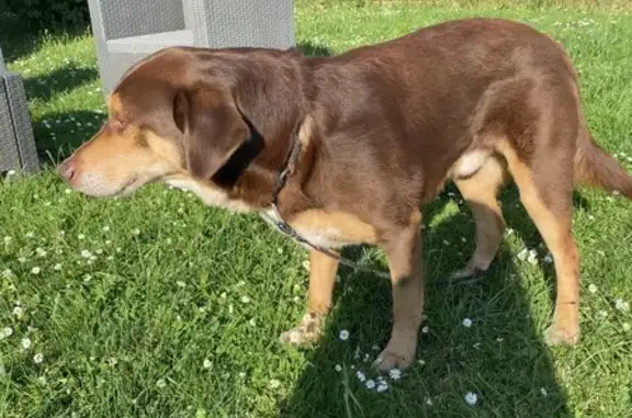 Chien doux trouvé à Bazeilles - photo