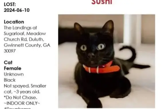 Help Find Sushi: Tiny, Sweet Black Cat Lost!