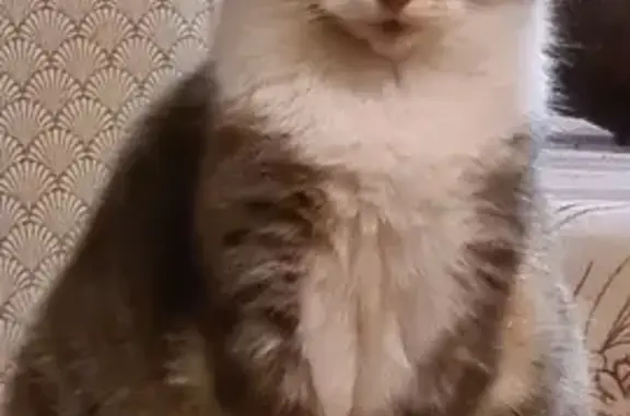 Chatte tricolore disparue à Escrennes - photo