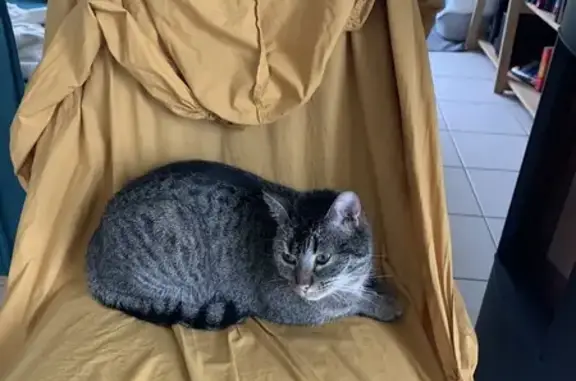 Chat perdu, Vouneuil-sous-Biard, photo: Chatte grise tatouée disparue
