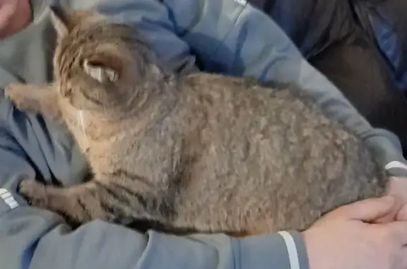 Chat perdu, , photo: Chat Puce disparu à Auvillars