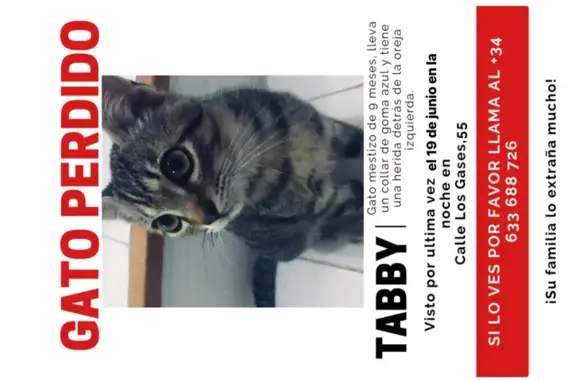 Gatito Tabby Perdido: ¡Ayúdanos a Encontrarlo!