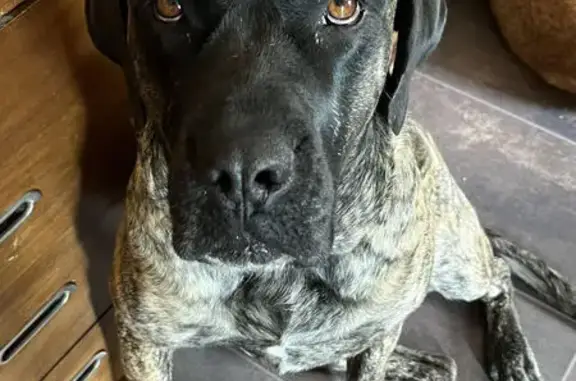 Lost Mastiff: Gemma - Brindle, Timid, Chipped