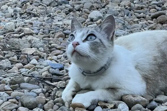 Chat perdu retrouvé à Guidel - photo